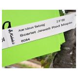 Scarlet Jewell Red Maple Acer Rubrum Bailcraig 2.5" caliper, Ball & Burlap SKU#6084