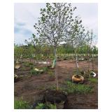 Boulevard Linden Tilia Americana 2.5" caliper, Ball & Burlap SKU#7144