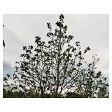 Boulevard Linden Tilia Americana 2.5" caliper, Ball & Burlap SKU#7144