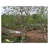 Boulevard Linden Tilia Americana 2.5" caliper, Ball & Burlap SKU#7144