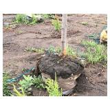 Boulevard Linden Tilia Americana 2.5" caliper, Ball & Burlap SKU#7144