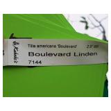 Boulevard Linden Tilia Americana 2.5" caliper, Ball & Burlap SKU#7144