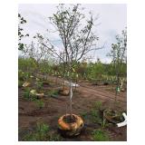 Serviceberry, Autumn Brilliance Amerlanchier x Grandiflora 2" caliper, Ball & Burlap SKU#7063