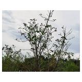 Serviceberry, Autumn Brilliance Amerlanchier x Grandiflora 2" caliper, Ball & Burlap SKU#7063