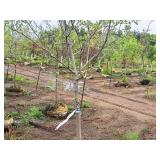 Serviceberry, Autumn Brilliance Amerlanchier x Grandiflora 2" caliper, Ball & Burlap SKU#7063