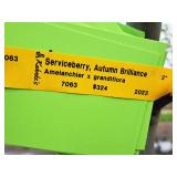 Serviceberry, Autumn Brilliance Amerlanchier x Grandiflora 2" caliper, Ball & Burlap SKU#7063