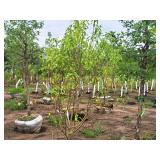 Spring Snow Crabapple Malus Spring Snow Ball & Burlap