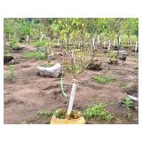 Spring Snow Crabapple Malus Spring Snow Ball & Burlap