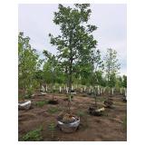 Swamp White Oak 3" caliper, Ball & Burlap