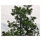 Swamp White Oak 3" caliper, Ball & Burlap