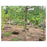 Swamp White Oak 3" caliper, Ball & Burlap