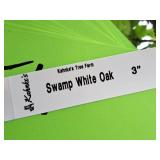 Swamp White Oak 3" caliper, Ball & Burlap