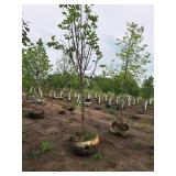 Redmond Linden Tilia Americana Redmond 2.5" caliper, Ball & Burlap SKU#1553