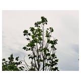 Redmond Linden Tilia Americana Redmond 2.5" caliper, Ball & Burlap SKU#1553