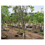 Redmond Linden Tilia Americana Redmond 2.5" caliper, Ball & Burlap SKU#1553