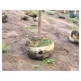 Redmond Linden Tilia Americana Redmond 2.5" caliper, Ball & Burlap SKU#1553