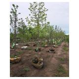 Common Hackberry Celtis Occidentalis 2.5" caliper, Ball & Burlap SKU#3106