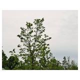 Common Hackberry Celtis Occidentalis 2.5" caliper, Ball & Burlap SKU#3106