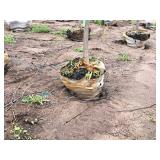 Common Hackberry Celtis Occidentalis 2.5" caliper, Ball & Burlap SKU#3106