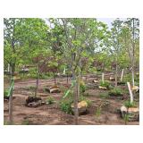 Boulevard Linden Tilia Americana 2.5" caliper, Ball & Burlap SKU#7144