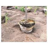 Boulevard Linden Tilia Americana 2.5" caliper, Ball & Burlap SKU#7144