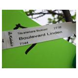 Boulevard Linden Tilia Americana 2.5" caliper, Ball & Burlap SKU#7144