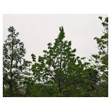 Boulevard Linden Tilia Americana 2.5" caliper, Ball & Burlap SKU#7144