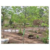 Boulevard Linden Tilia Americana 2.5" caliper, Ball & Burlap SKU#7144