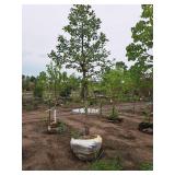 Swamp White Oak 3" caliper, Ball & Burlap