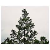 Swamp White Oak 3" caliper, Ball & Burlap