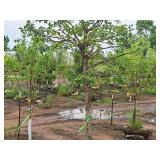 Swamp White Oak 3" caliper, Ball & Burlap