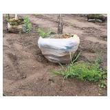 Swamp White Oak 3" caliper, Ball & Burlap