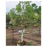 Swamp White Oak 3" caliper, Ball & Burlap