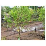 Swamp White Oak 3" caliper, Ball & Burlap