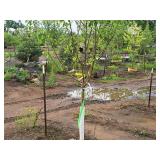 Swamp White Oak 3" caliper, Ball & Burlap