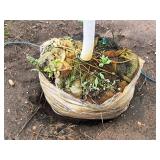 Swamp White Oak 3" caliper, Ball & Burlap