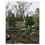 Lilac, Ivory Silk Japanese Tree 1.5" caliper, Ball & Burlap SKU#1781