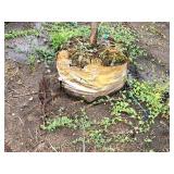 Lilac, Ivory Silk Japanese Tree 1.5" caliper, Ball & Burlap SKU#1781