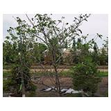 Serviceberry, Autumn Brilliance Amerlanchier x Grandiflora 2" caliper, Ball & Burlap SKU#7063