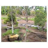 Serviceberry, Autumn Brilliance Amerlanchier x Grandiflora 2" caliper, Ball & Burlap SKU#7063