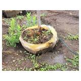 Serviceberry, Autumn Brilliance Amerlanchier x Grandiflora 2" caliper, Ball & Burlap SKU#7063