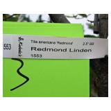 Redmond Linden Tilia Americana Redmond 2.5" caliper, Ball & Burlap SKU#1553