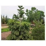 Norway Spruce 6