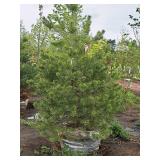 Scotch Pine Pinus Sylvestris 6