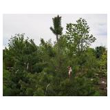 Scotch Pine Pinus Sylvestris 6