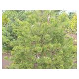 Scotch Pine Pinus Sylvestris 6