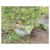 Scotch Pine Pinus Sylvestris 6