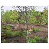 Redmond Linden Tilia Americana Redmond 2.5" caliper, Ball & Burlap SKU#1553