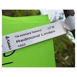 Redmond Linden Tilia Americana Redmond 2.5" caliper, Ball & Burlap SKU#1553