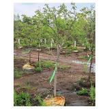 Serviceberry Autumn Brilliance 1.5" caliper, Ball & Burlap SKU#7061